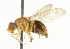  ( - CNC DIPTERA 37347)  @13 [ ] CreativeCommons - Attribution (2011) CNC/CBG Photography Group Centre for Biodiversity Genomics