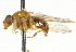  ( - CNC DIPTERA 37348)  @12 [ ] CreativeCommons - Attribution (2011) CNC/CBG Photography Group Centre for Biodiversity Genomics