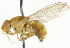  ( - CNC DIPTERA 37353)  @13 [ ] CreativeCommons - Attribution (2011) CNC/CBG Photography Group Centre for Biodiversity Genomics