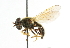  ( - CNC DIPTERA 37753)  @14 [ ] CreativeCommons - Attribution (2011) CNC/CBG Photography Group Centre for Biodiversity Genomics