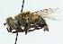  ( - CNC DIPTERA 39441)  @14 [ ] CreativeCommons - Attribution (2011) CNC/CBG Photography Group Centre for Biodiversity Genomics