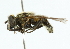  ( - CNC DIPTERA 39445)  @13 [ ] CreativeCommons - Attribution (2011) CNC/CBG Photography Group Centre for Biodiversity Genomics