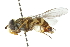  ( - CNC DIPTERA 4200)  @13 [ ] CreativeCommons - Attribution (2011) CNC/CBG Photography Group Centre for Biodiversity Genomics