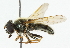  ( - CNC DIPTERA 42605)  @13 [ ] CreativeCommons - Attribution (2011) CNC/CBG Photography Group Centre for Biodiversity Genomics