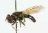  ( - CNC DIPTERA 42608)  @14 [ ] CreativeCommons - Attribution (2011) CNC/CBG Photography Group Centre for Biodiversity Genomics
