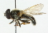  ( - CNC DIPTERA 42609)  @11 [ ] CreativeCommons - Attribution (2011) CNC/CBG Photography Group Centre for Biodiversity Genomics