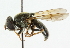 (Cheilosia capillata - CNC DIPTERA 42630)  @14 [ ] CreativeCommons - Attribution (2011) CNC/CBG Photography Group Centre for Biodiversity Genomics