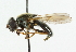  ( - CNC DIPTERA 42631)  @13 [ ] CreativeCommons - Attribution (2011) CNC/CBG Photography Group Centre for Biodiversity Genomics
