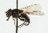  ( - CNC DIPTERA 42756)  @11 [ ] CreativeCommons - Attribution (2011) CNC/CBG Photography Group Centre for Biodiversity Genomics