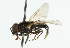  ( - CNC DIPTERA 42757)  @11 [ ] CreativeCommons - Attribution (2011) CNC/CBG Photography Group Centre for Biodiversity Genomics
