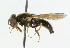 ( - CNC DIPTERA 43110)  @13 [ ] CreativeCommons - Attribution (2011) CNC/CBG Photography Group Centre for Biodiversity Genomics