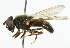  ( - CNC DIPTERA 43134)  @14 [ ] CreativeCommons - Attribution (2011) CNC/CBG Photography Group Centre for Biodiversity Genomics