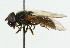  ( - CNC DIPTERA 43135)  @14 [ ] CreativeCommons - Attribution (2011) CNC/CBG Photography Group Centre for Biodiversity Genomics