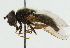  ( - CNC DIPTERA 43138)  @14 [ ] CreativeCommons - Attribution (2011) CNC/CBG Photography Group Centre for Biodiversity Genomics