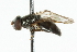  ( - CNC DIPTERA 43169)  @12 [ ] CreativeCommons - Attribution (2011) CNC/CBG Photography Group Centre for Biodiversity Genomics