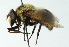  ( - CNC DIPTERA 43611)  @11 [ ] CreativeCommons - Attribution (2011) CNC/CBG Photography Group Centre for Biodiversity Genomics