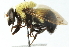  ( - CNC DIPTERA 43717)  @11 [ ] CreativeCommons - Attribution (2011) CNC/CBG Photography Group Centre for Biodiversity Genomics