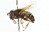  ( - CNC DIPTERA 44052)  @13 [ ] CreativeCommons - Attribution (2011) CNC/CBG Photography Group Centre for Biodiversity Genomics