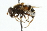  ( - CNC DIPTERA 44053)  @13 [ ] CreativeCommons - Attribution (2011) CNC/CBG Photography Group Centre for Biodiversity Genomics