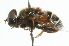  ( - CNC DIPTERA 44063)  @13 [ ] CreativeCommons - Attribution (2011) CNC/CBG Photography Group Centre for Biodiversity Genomics
