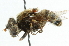  ( - CNC DIPTERA 44088)  @14 [ ] CreativeCommons - Attribution (2011) CNC/CBG Photography Group Centre for Biodiversity Genomics