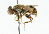  ( - CNC DIPTERA 44543)  @11 [ ] CreativeCommons - Attribution (2011) CNC/CBG Photography Group Centre for Biodiversity Genomics