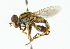  ( - CNC DIPTERA 44556)  @11 [ ] CreativeCommons - Attribution (2011) CNC/CBG Photography Group Centre for Biodiversity Genomics