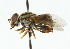  ( - CNC DIPTERA 44563)  @11 [ ] CreativeCommons - Attribution (2011) CNC/CBG Photography Group Centre for Biodiversity Genomics