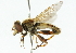  ( - CNC DIPTERA 44874)  @14 [ ] CreativeCommons - Attribution (2011) CNC/CBG Photography Group Centre for Biodiversity Genomics