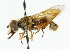  ( - CNC DIPTERA 44909)  @13 [ ] CreativeCommons - Attribution (2011) CNC/CBG Photography Group Centre for Biodiversity Genomics