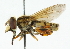  ( - CNC DIPTERA 44913)  @15 [ ] CreativeCommons - Attribution (2011) CNC/CBG Photography Group Centre for Biodiversity Genomics