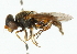  ( - CNC DIPTERA 44935)  @12 [ ] CreativeCommons - Attribution (2011) CNC/CBG Photography Group Centre for Biodiversity Genomics