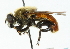  ( - CNC DIPTERA 45113)  @13 [ ] CreativeCommons - Attribution (2011) CNC/CBG Photography Group Centre for Biodiversity Genomics