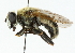  ( - CNC DIPTERA 45142)  @14 [ ] CreativeCommons - Attribution (2011) CNC/CBG Photography Group Centre for Biodiversity Genomics