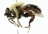  (Mallota bautias - CNC DIPTERA 45456)  @14 [ ] CreativeCommons - Attribution (2011) CNC/CBG Photography Group Centre for Biodiversity Genomics