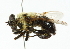  ( - CNC DIPTERA 45515)  @11 [ ] CreativeCommons - Attribution (2011) CNC/CBG Photography Group Centre for Biodiversity Genomics