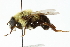  (Mallota posticata - CNC DIPTERA 45580)  @15 [ ] CreativeCommons - Attribution (2011) CNC/CBG Photography Group Centre for Biodiversity Genomics