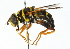  ( - CNC DIPTERA 45801)  @14 [ ] CreativeCommons - Attribution (2011) CNC/CBG Photography Group Centre for Biodiversity Genomics