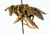  ( - CNC DIPTERA 45802)  @11 [ ] CreativeCommons - Attribution (2011) CNC/CBG Photography Group Centre for Biodiversity Genomics