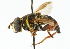  ( - CNC DIPTERA 45803)  @11 [ ] CreativeCommons - Attribution (2011) CNC/CBG Photography Group Centre for Biodiversity Genomics