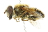  ( - CNC DIPTERA 46181)  @11 [ ] CreativeCommons - Attribution (2011) CNC/CBG Photography Group Centre for Biodiversity Genomics