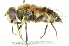  ( - CNC DIPTERA 46272)  @11 [ ] CreativeCommons - Attribution (2011) CNC/CBG Photography Group Centre for Biodiversity Genomics