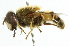  ( - CNC DIPTERA 46290)  @11 [ ] CreativeCommons - Attribution (2011) CNC/CBG Photography Group Centre for Biodiversity Genomics