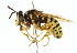  ( - CNC DIPTERA 47043)  @15 [ ] CreativeCommons - Attribution (2011) CNC/CBG Photography Group Centre for Biodiversity Genomics