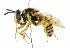  ( - CNC DIPTERA 47052)  @13 [ ] CreativeCommons - Attribution (2011) CNC/CBG Photography Group Centre for Biodiversity Genomics