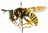  ( - CNC DIPTERA 47059)  @15 [ ] CreativeCommons - Attribution (2011) CNC/CBG Photography Group Centre for Biodiversity Genomics