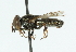  ( - CNC DIPTERA 47429)  @11 [ ] CreativeCommons - Attribution (2011) CNC/CBG Photography Group Centre for Biodiversity Genomics