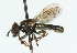  ( - CNC DIPTERA 47450)  @11 [ ] CreativeCommons - Attribution (2011) CNC/CBG Photography Group Centre for Biodiversity Genomics
