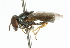  ( - CNC DIPTERA 47609)  @11 [ ] CreativeCommons - Attribution (2011) CNC/CBG Photography Group Centre for Biodiversity Genomics