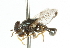  ( - CNC DIPTERA 47610)  @11 [ ] CreativeCommons - Attribution (2011) CNC/CBG Photography Group Centre for Biodiversity Genomics